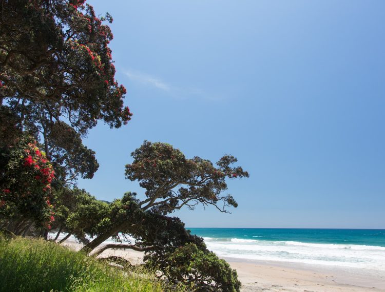 Waihi Beach-Beach and Pohutakawa