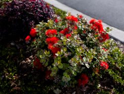 karaka-pines-village-auckland-13