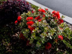 karaka-pines-village-auckland-13