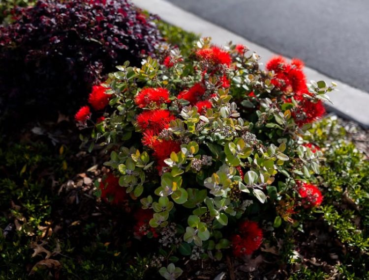 karaka-pines-village-auckland-13