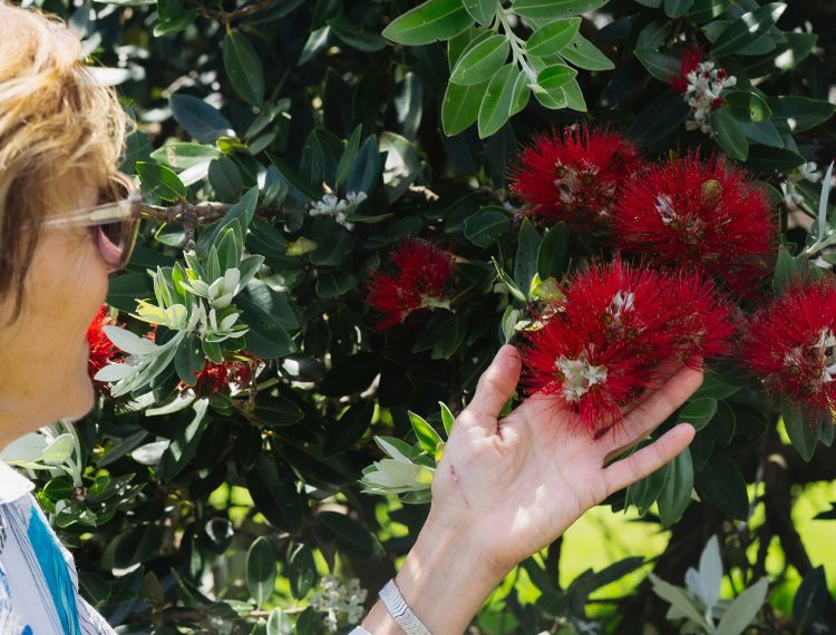 karaka-pines-waihi-beach-village-16